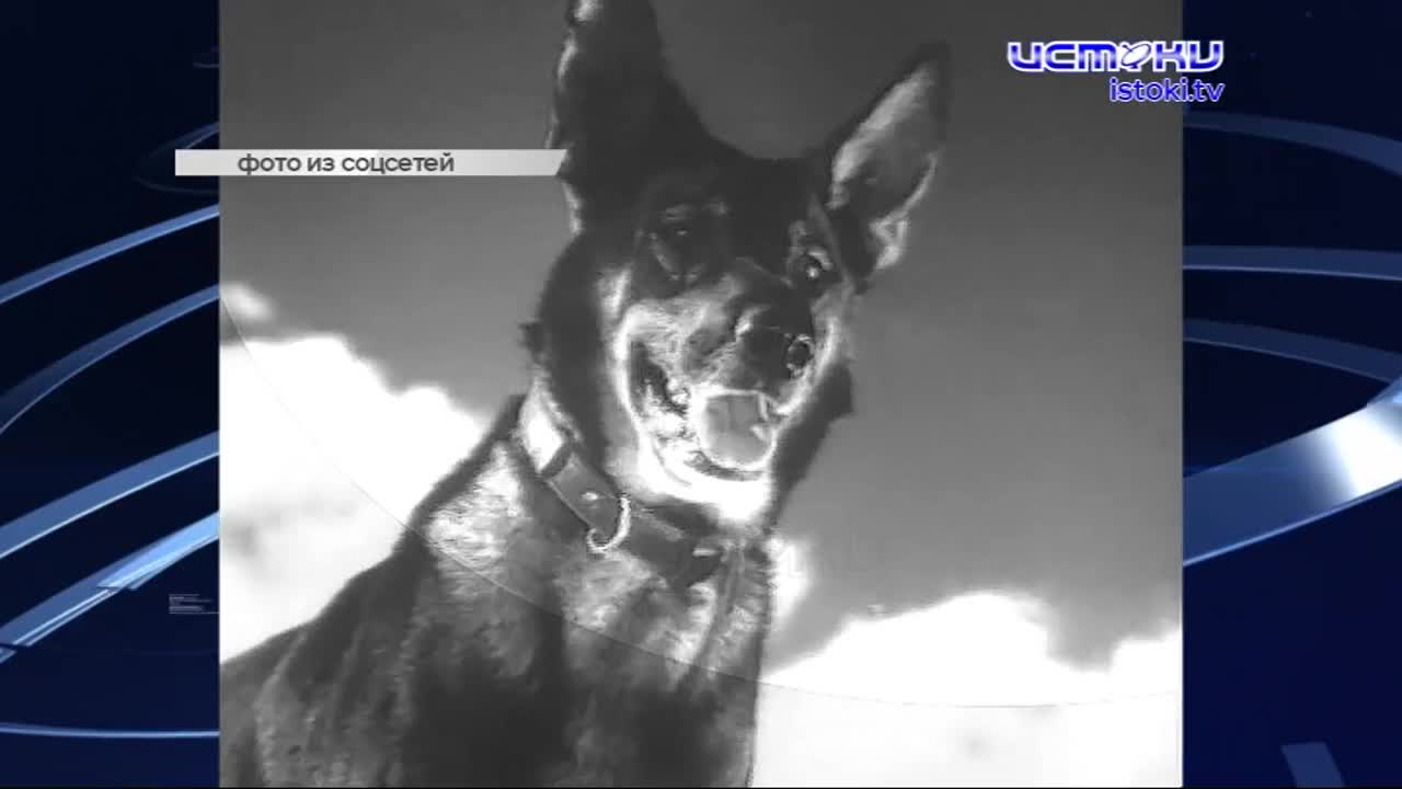 Они тоже подрывали вражеские танки, ходили в разведку, обнаруживали лазутчиков. О фронтовых друзьях наших меньших юным орловчанам рассказали краеведы ...