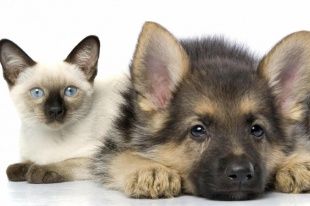 Медиахолдинг «Истоки» проводит конкурс «Братья наши меньшие»!!!