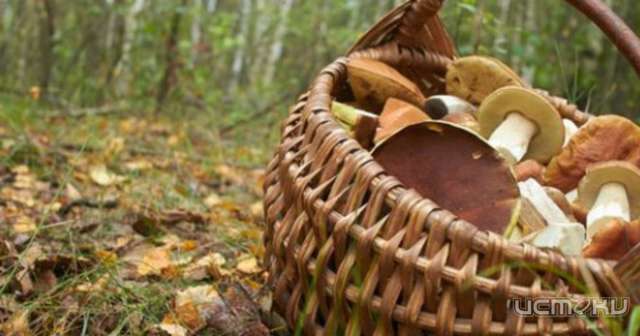 В Орловской области разыскивали всем миром двух 80-летних грибников