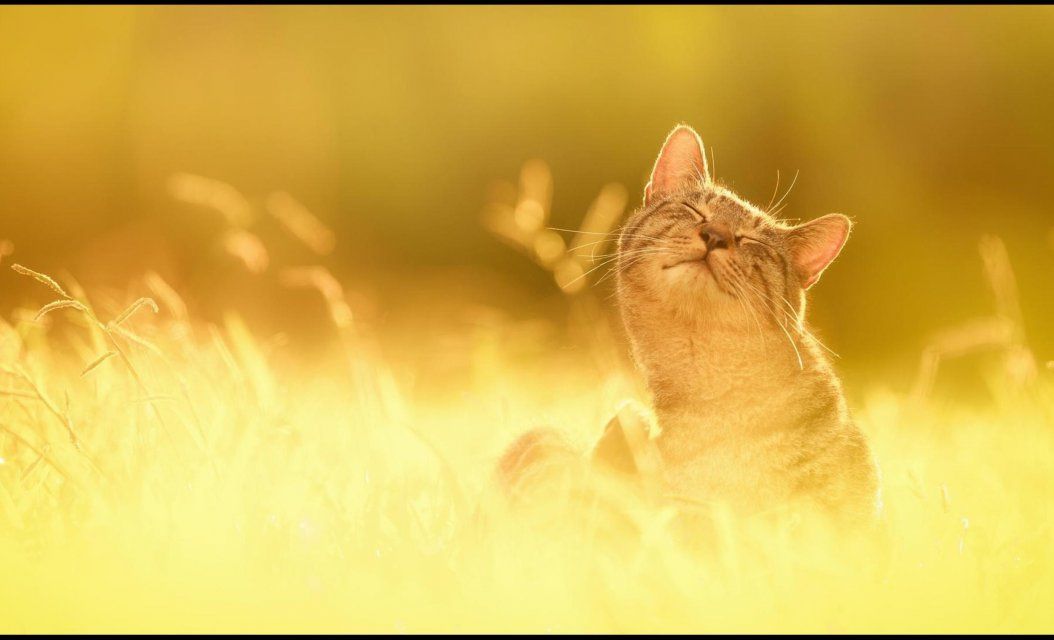 22 апреля будет солнечным и жарким 