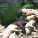 Деятельность Агрофирмы «Ливенское мясо» приостановлена на 30 суток за нарушения