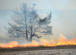 Из-за поджога сухой травы сгорела лесополоса в Ливенском районе