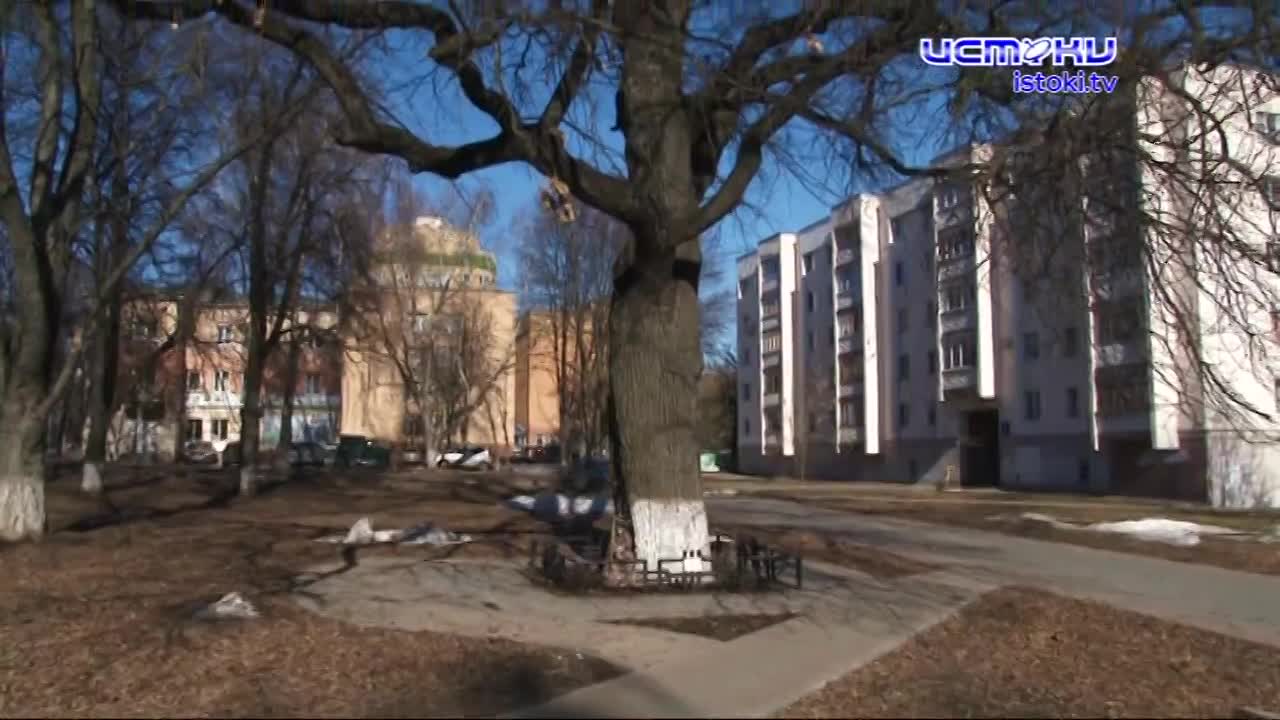 На бульваре Победы в Орле от монтажной пены страдает дуб-долгожитель, которому уже 161 год. Какие последствия ожидают бедное дерево и долго ли оно еще...
