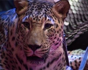 Стационарный цирк "Триумф" открыл новогодний сезон программой "Карнавал животных" 