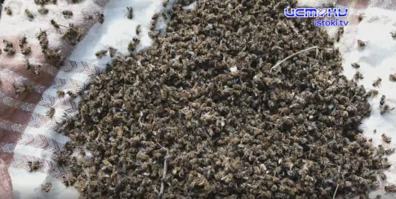 "Все, девчонки, простите"