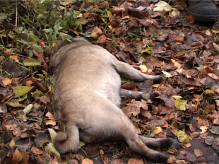 Орловские пожарные спасли собаку! 
