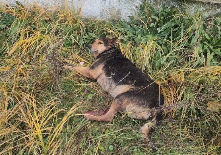 Орловчане не прошли мимо: история спасения жестоко избитой собаки