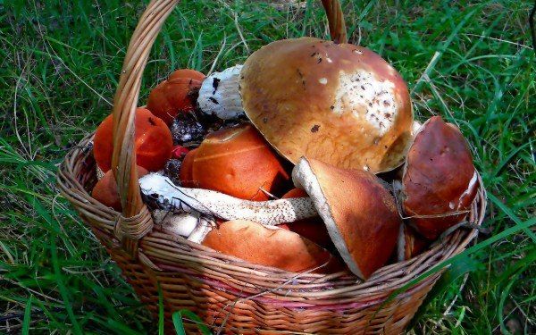 Две жительницы Орловщины пошли за грибами и заблудились