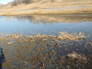 Экологическая катастрофа в д. Волково