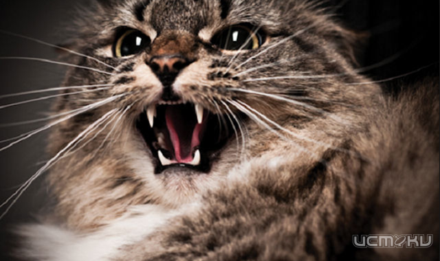 В Верховье бешеный кот укусил мужчину