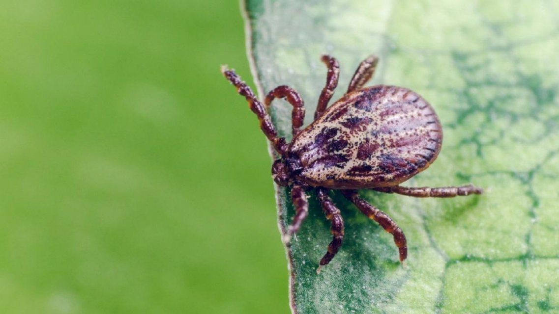 Клещи атаковали уже почти 1500 орловчан