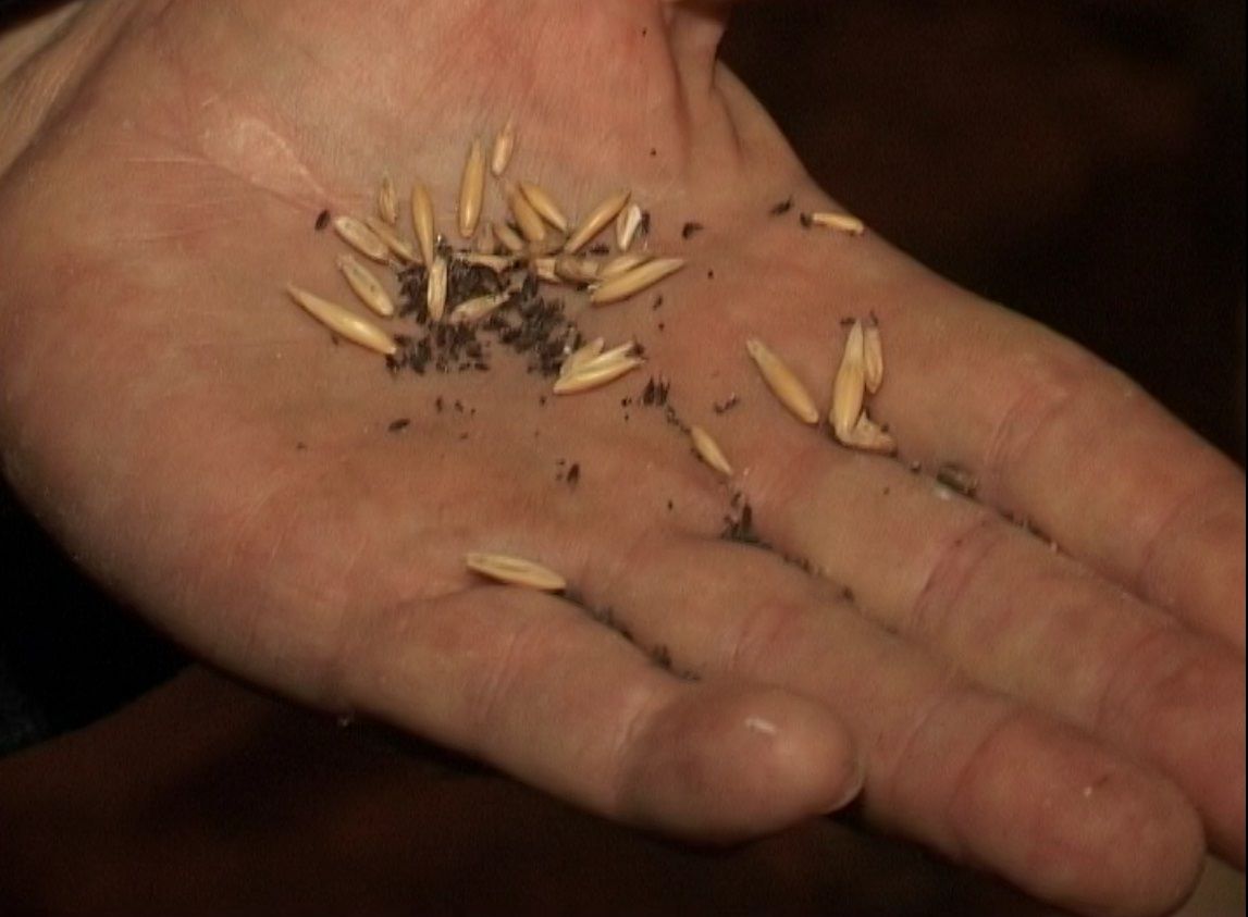 Эта вода семенам только во вред....