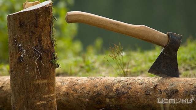 Незаконные рубки на Орловщине снизились на 97% по сравнению с аналогичным периодом прошлого года. 