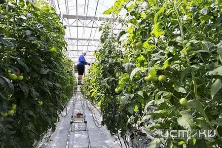 На Орловщине построят теплицы на 1,6 млрд рублей