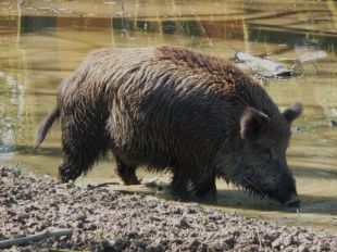 В Орловской области у дикого кабана нашли вирус АЧС