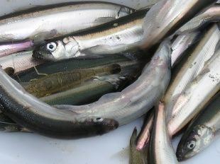 В Долгом торговали продукцией без маркировок, даты выработки и сроков годности 