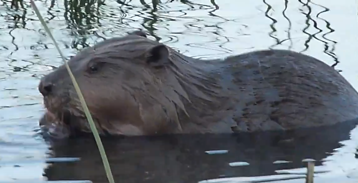 В Орле заметили бобра, спасающегося от жары среди уток