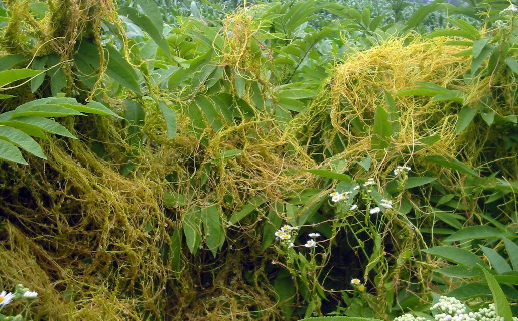 Под Орлом из-за повилики ввели карантин