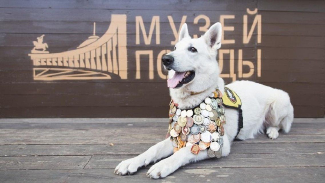 Четвероногие бойцы: Дню фронтовой собаки в Орле посвятили выставку