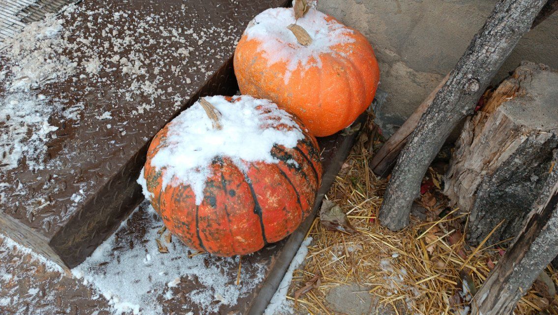 Орловские энергетики подготовились к наступающей непогоде