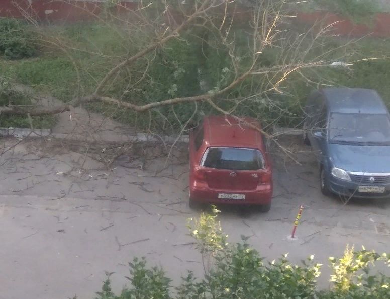 В 909-м квартале Орла сухое дерево упало на припаркованное авто
