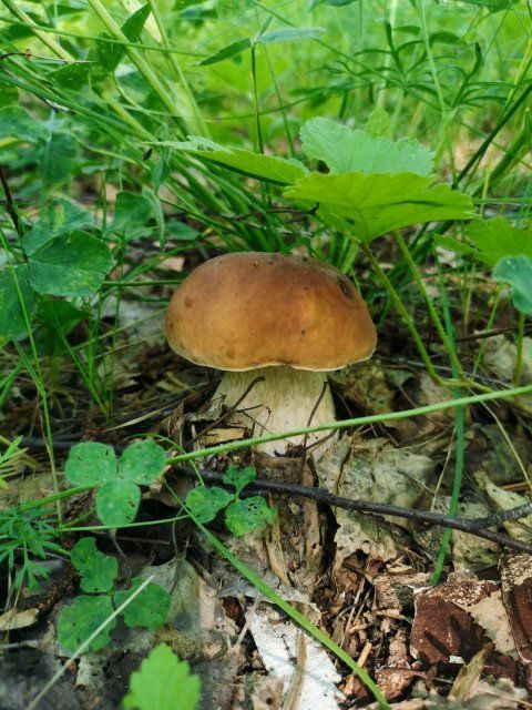 Орловские врачи борются за жизнь пациентки, отравившейся грибами