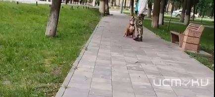 В Орле борцовская собака бросилась на ребёнка