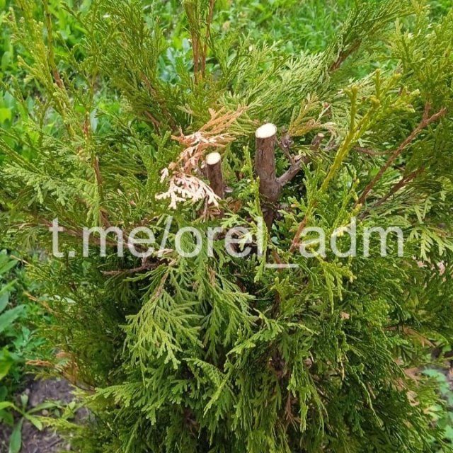 Орловские вандалы вновь проявили себя 