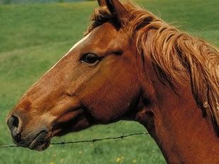 У жителя Ливенского района украли лошадь