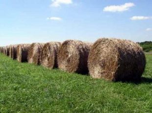 Житель Орловской области украл и продал 6 рулонов сена