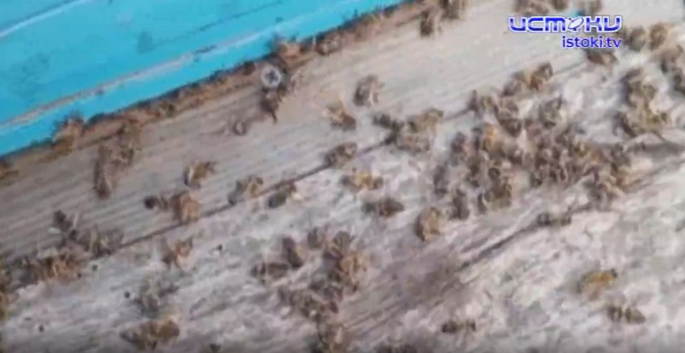 Массовый мор пчел в Должанском районе Орловской области. Что стало его причиной?