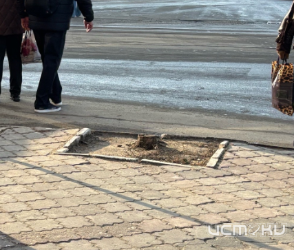 Стала известная цена посадки и выпиловки деревьев в Орле