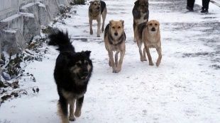 Орловчане продолжают жаловаться на бродячих собак