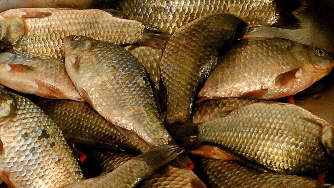 Орловчанин рыбачил возле ТЭЦ и заработал штраф