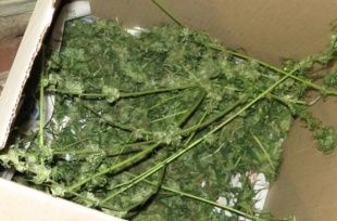 В Дмитровском районе у молодого человека нашли марихуану