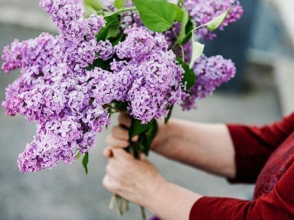 Орловчан предупреждают о серьезных штрафах за срыв сирени