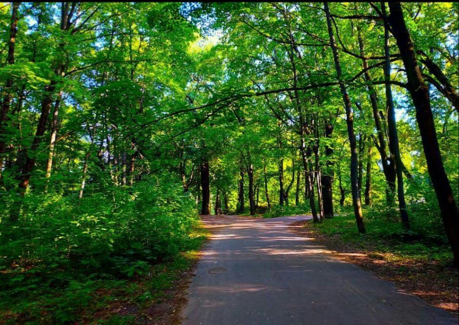 Новые аллеи, лавочки и танцплощадка: в Орле отметят благоустройство парка «Ботаника»