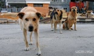 Защитники собак предостерегают орловчан