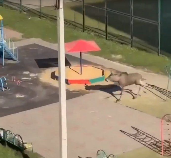 В Орле замечен бегающий лось: кадры из Зареченского микрорайона