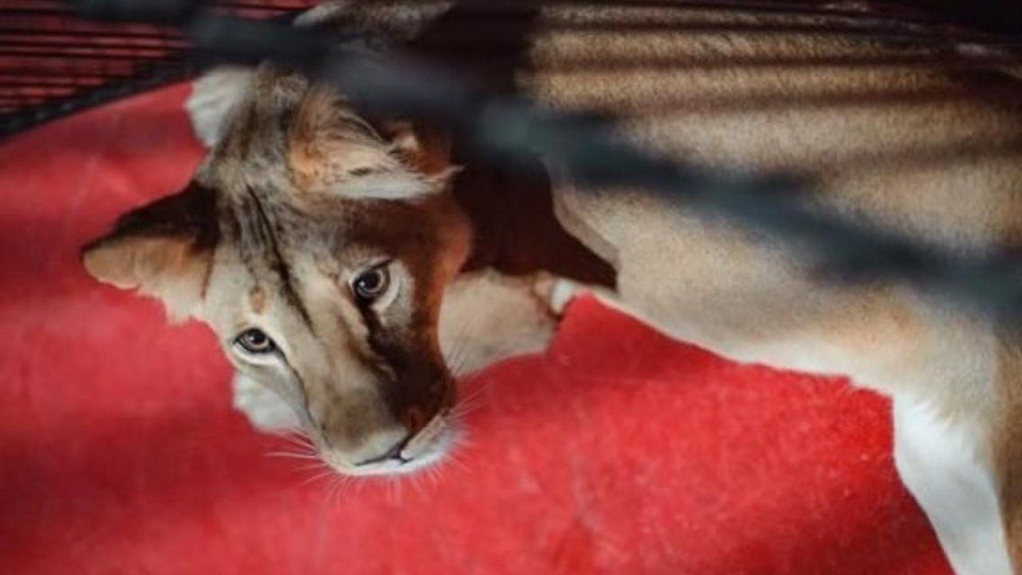 «Безалаберность тех, кто привез животных удивляет»: губернатор против цирка, но животным помог