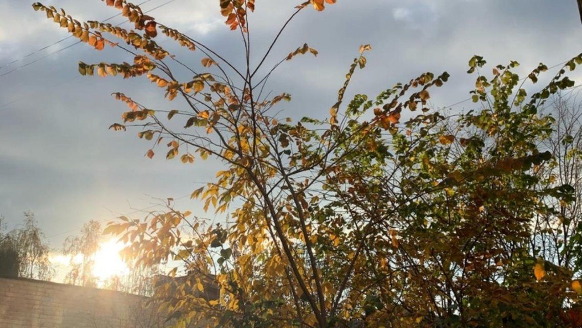 Середина недели порадует орловчан солнцем