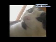 Кто сказал Мяу 28