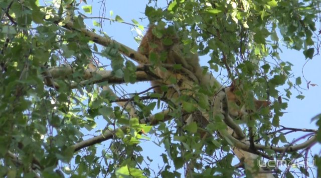 В Орле сотрудники МЧС спасли кота, долгое время сидевшего на дереве