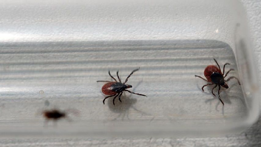 В Роспотребнадзоре подвели итоги сезона активности клещей на Орловщине 