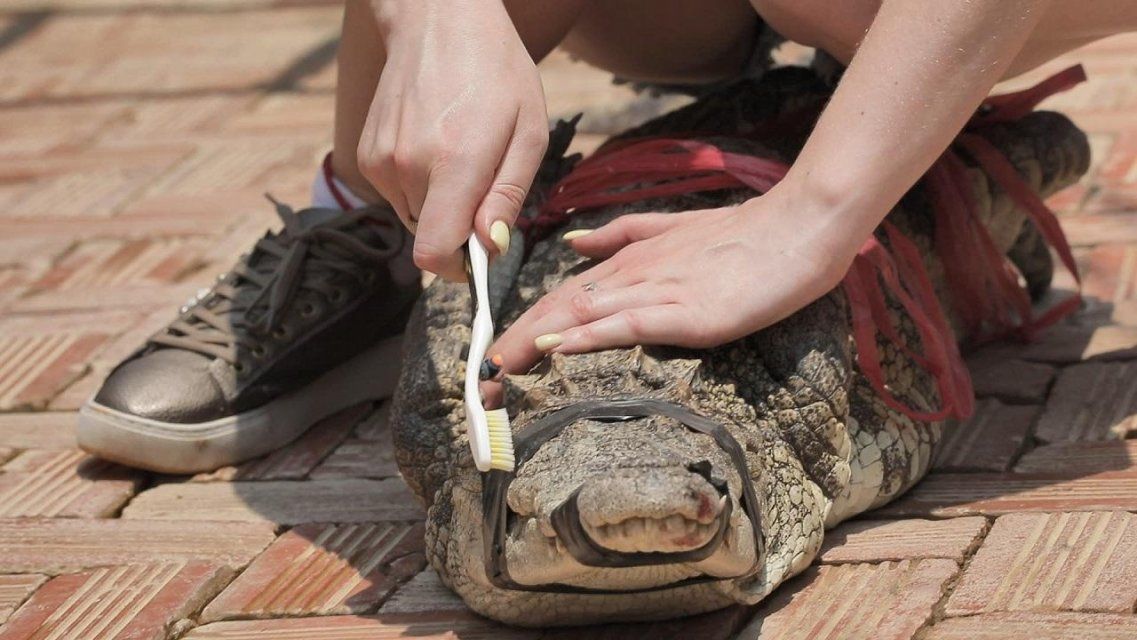 Орловчанка чистила зубы крокодилам в экстремальном реалити-шоу на «Пятнице!»