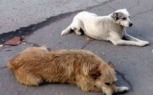 На жителей Ливенского района нападают собаки