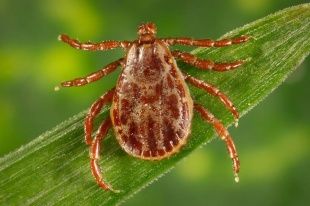 В Орловской области более 900 человек пострадали от клещей