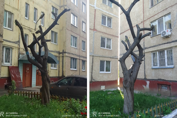 Орловчане прислали нам Памятник Спиленным деревьям