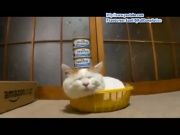 Кто сказал Мяу 32