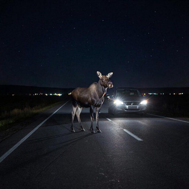 Как предотвратить и действовать в случае совершения ДТП с участием животных